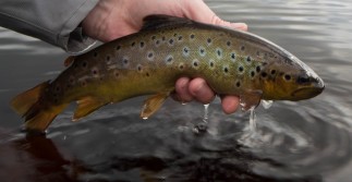 Brown Trout Islay